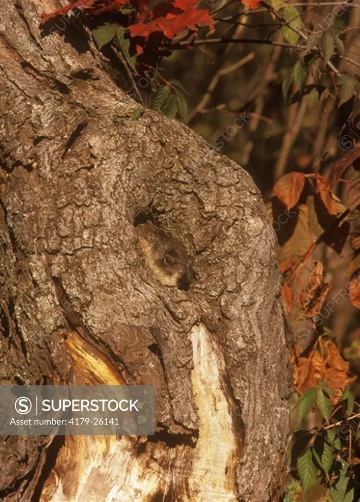 Woodchuck peeking from Hole in Tree (Marmota monax), IC, MN Minnesota