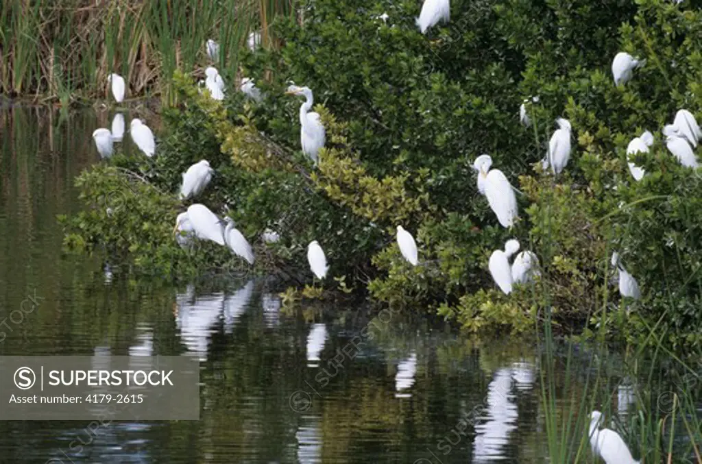 Great Egrets (Camerodius alba) & Snowy Egrets at Eco Pond, Everglades NP, FL, Florida, Jan