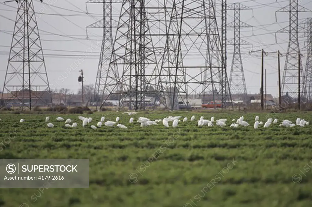 Common Egrets during migration (Casmerodius albus) in alfalfa field by power station - Kern Co, California, civilization