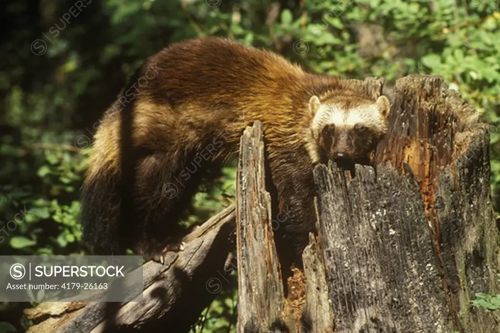 Wolverine (Skunk Bear) (Gulo gulo) Northern Montana
