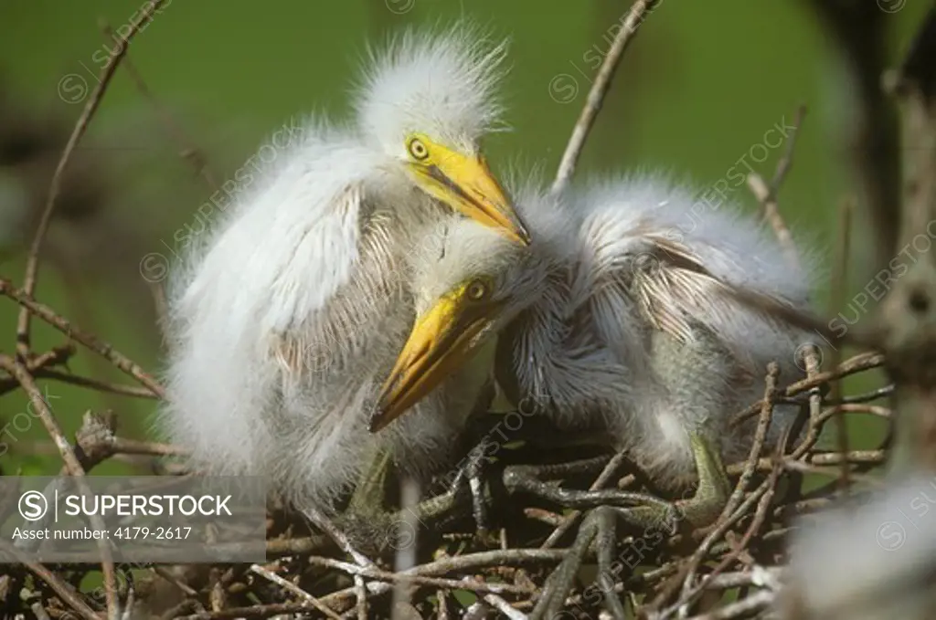 Great Egret Chicks (Casmerodius albus) in Nest, Lake Martin, LA