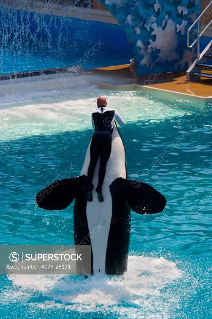 Killer Whale (Orcinus orca) jumping out of water while performing tricks with trainer during show at Sea World, near San Diego, California  NMR