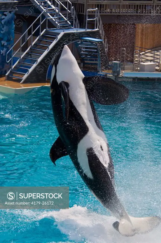 Killer Whale (Orcinus orca) jumping out of water while performing tricks with trainer during show at Sea World, near San Diego, California  NMR