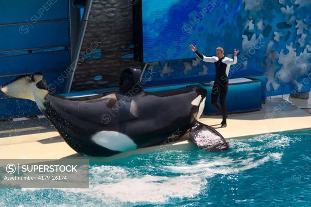 Trainer and Killer Whale (Orcinus orca) performing tricks during show at Sea World, near San Diego, California  NMR