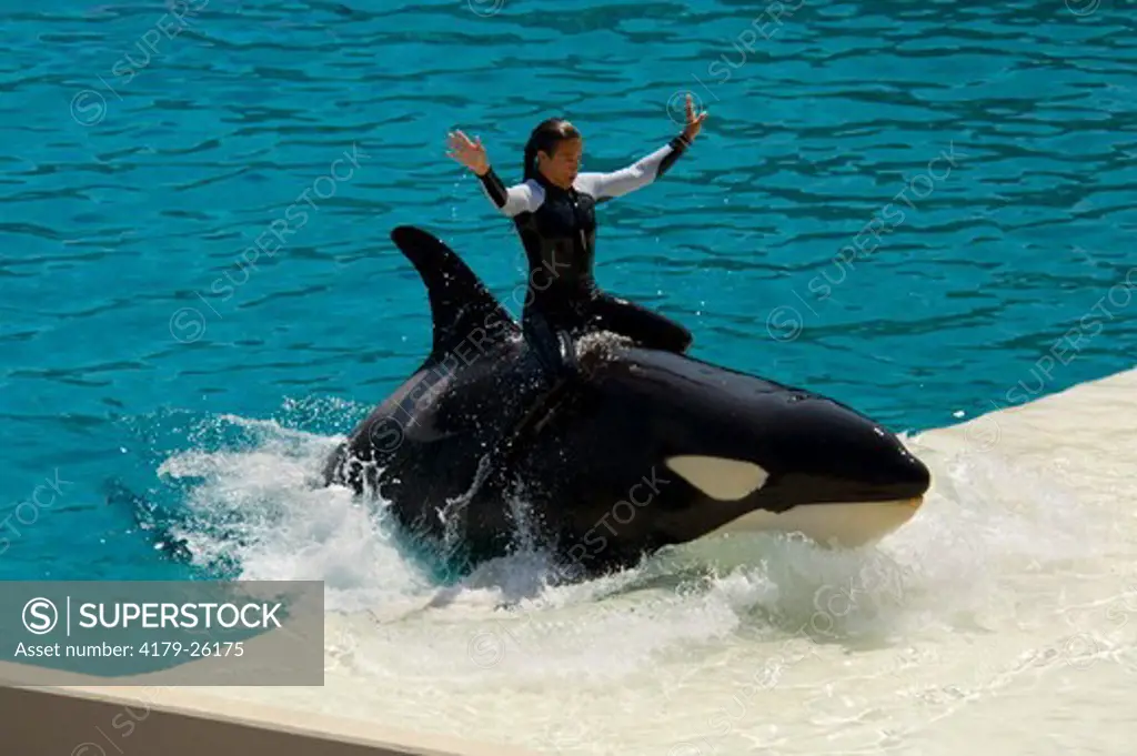 Trainer riding Killer Whale (Orcinus orca) while performing tricks during show at Sea World, near San Diego, California  NMR