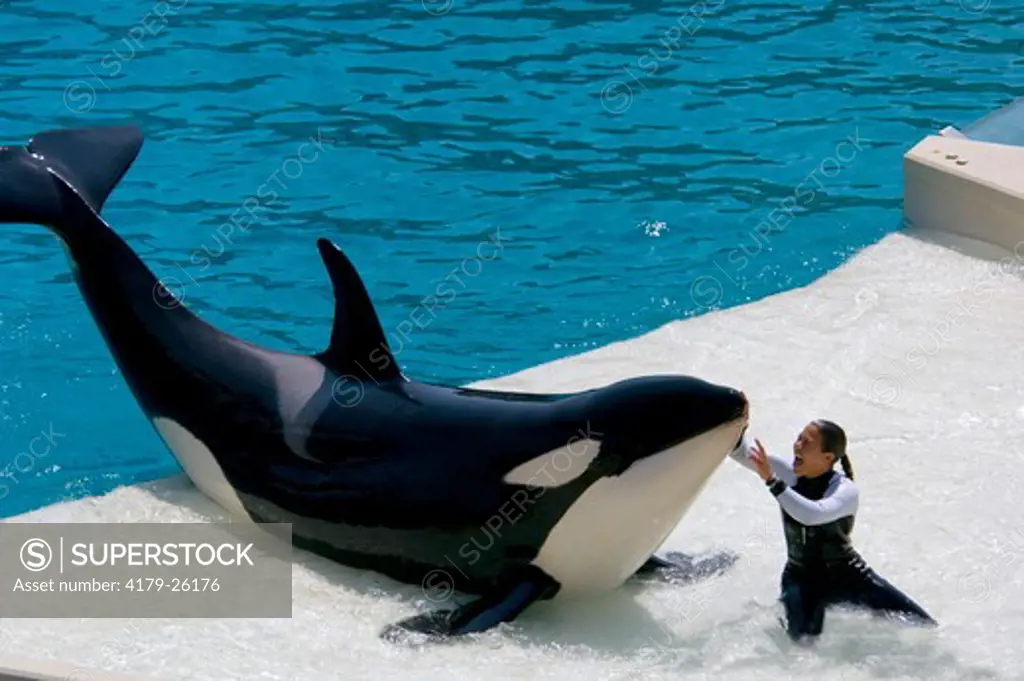 Trainer and Killer Whale (Orcinus orca) performing tricks during show at Sea World, near San Diego, California  NMR
