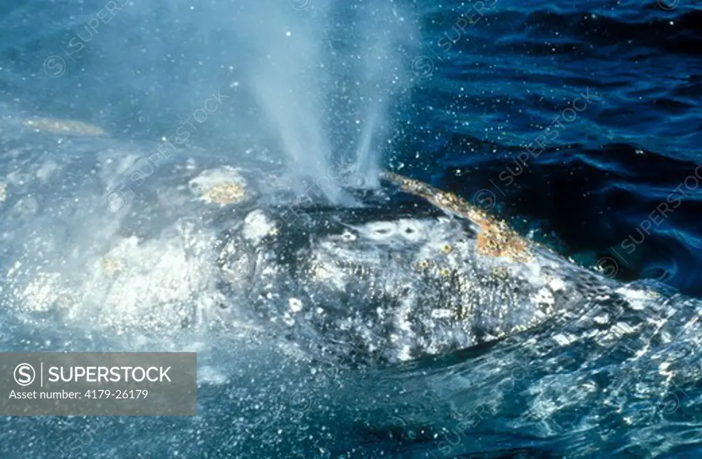 Gray Whale Blowhole or Spout (Eschrictius robustus) Lagoon in Mexico