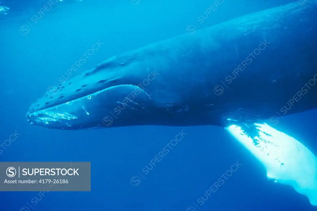Humpback Whale (Megaptera novaengliae) Atlantic Ocean