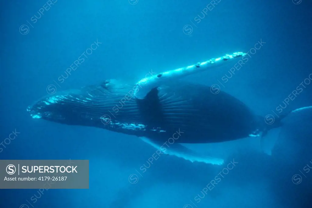 Humpback Whale (Megaptera novaengliae) Silver Banks, Atlantic