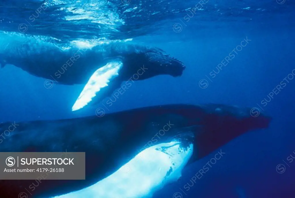 Humpback Whale (Megaptera novaengliae) Mother & Baby swimming in Atlantic Ocean