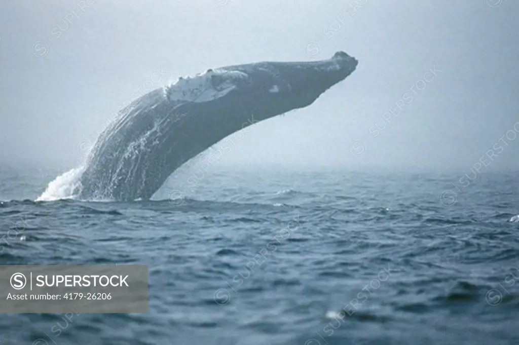 Humpback Whale breaching in attempt to remove fishing net line from mouth. Nfld, Canada