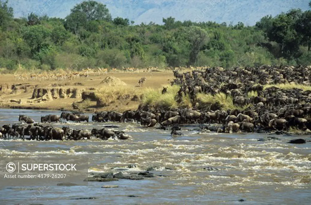 Wildebeest Herd crossing River (Connochaetes taurinus) Paradise Plains, Masai Mara, Kenya