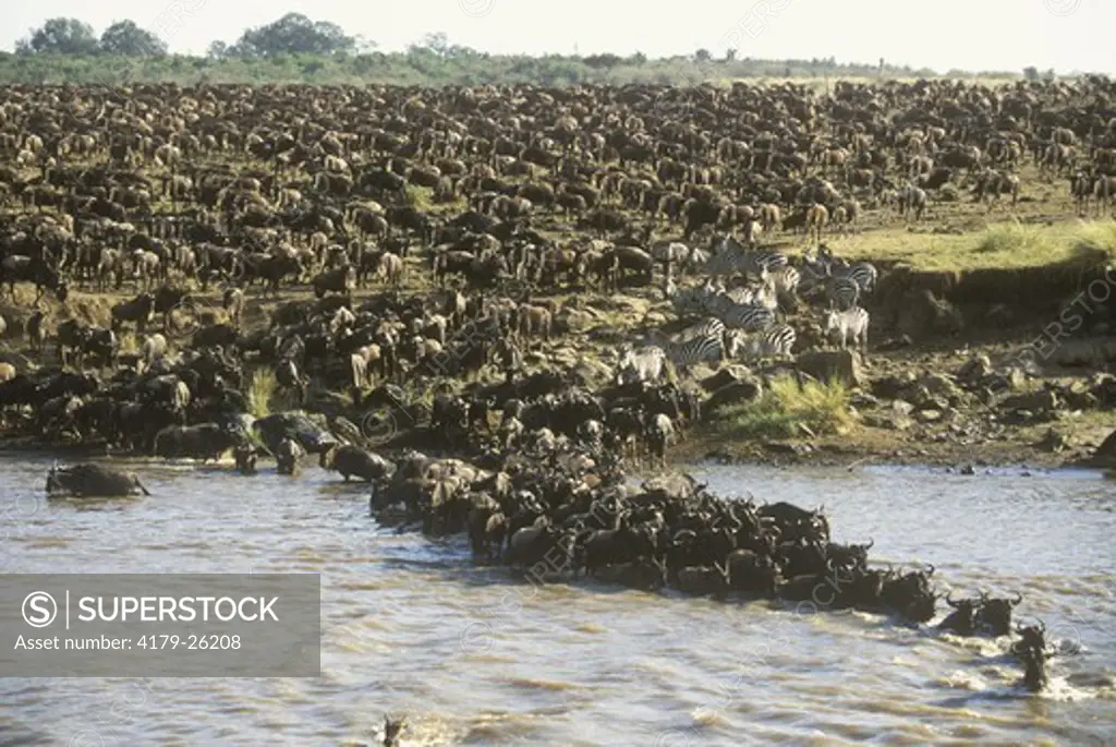 Wildebeest (Connochaetes taurinus) migrating herd crossing River,  Masai Mara, Kenya