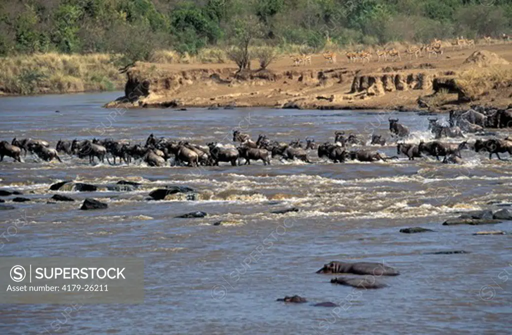 Wildebeest (Connochaetes taurinus) migration, Masai Mara, Kenya.  In the process of migration the Wildebeest have to cross the Mara River to reach the new grass, as soon as this grass is eaten they once again recross the Mara river to travel back to the S