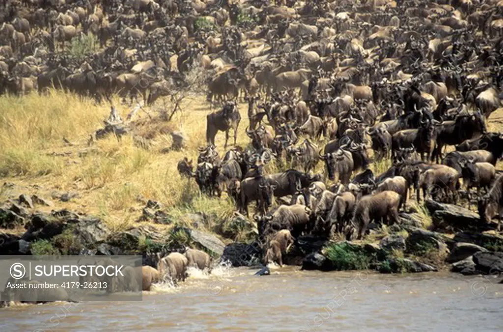 Wildebeest (Connochaetes taurinus) migration, Masai Mara, Kenya.  In the process of migration the Wildebeest have to cross the Mara river to reach the new grass, as soon as this grass is eaten they once again recross the Mara river to travel back to the S