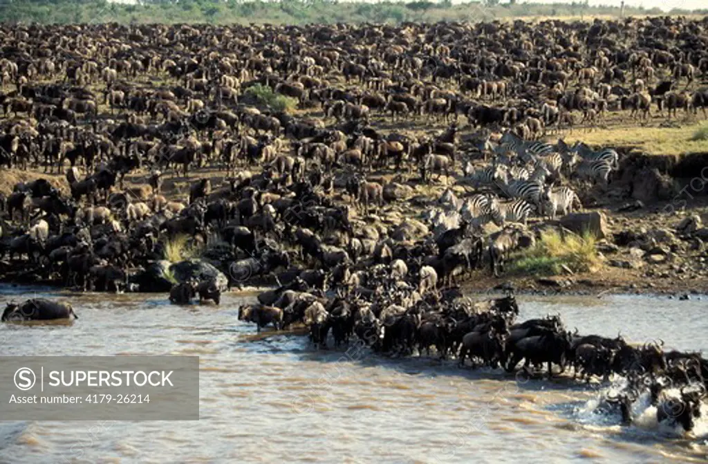 Wildebeest (Connochaetes taurinus) migration, Masai Mara, Kenya.  In the process of migration the Wildebeest have to cross the Mara river to reach the new grass, as soon as this grass is eaten they once again recross the Mara river to travel back to the S