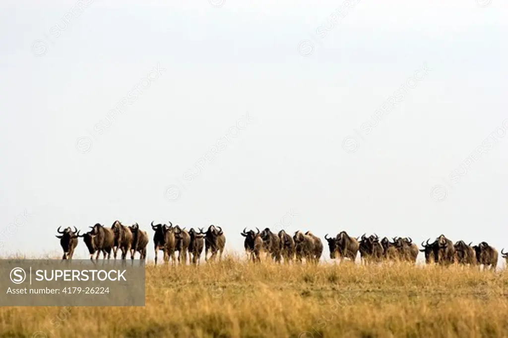 Brindled Gnu 'Wildebeest' (Connochaetes taurinus), herd Maasai Mara National Reserve  Kenya