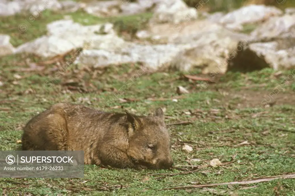 Hairy Nose Wombat (Lasiorhinus latifrons) Cleland Wildlife Pk Australia Victoria