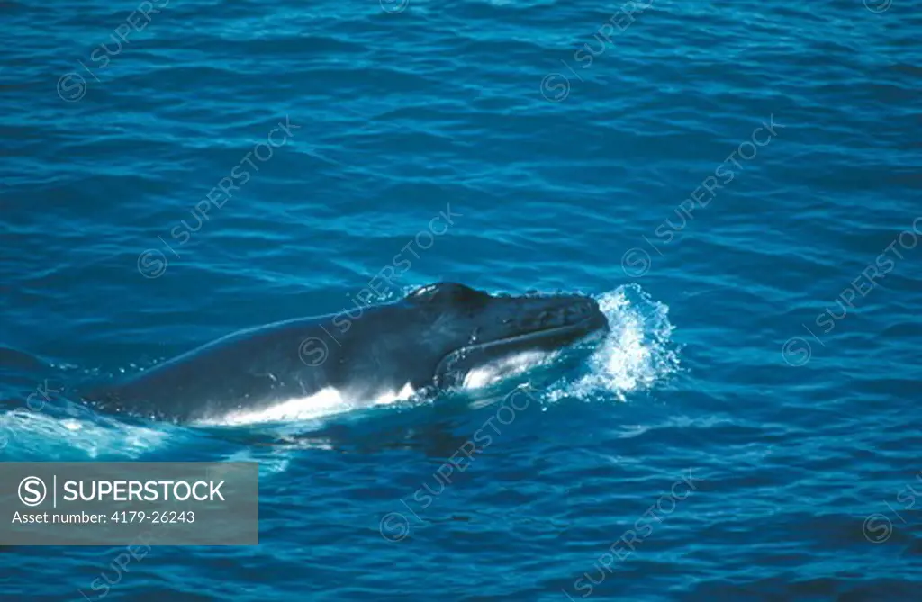Humpback Whale Calf, Kimberly, Australia (Megaptera novaeangliae)
