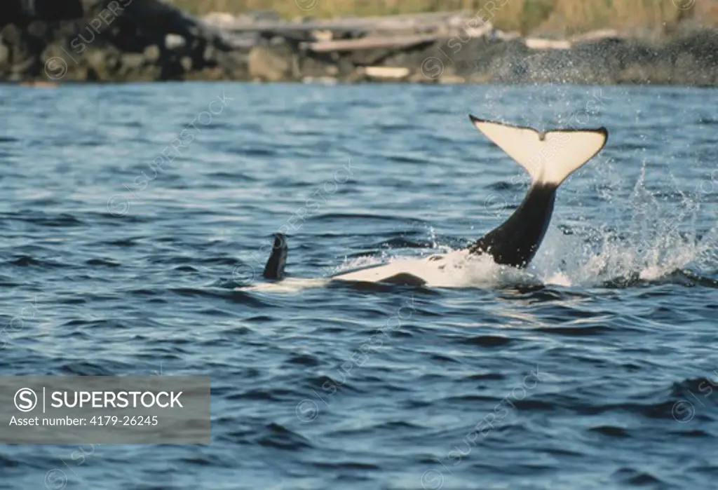 Orca (Orcinus orca) Male Breach w/ underside of Fluke Haro Strait, San Juan Is, WA