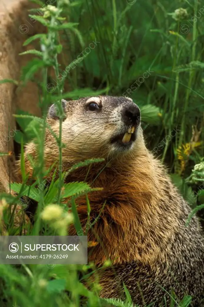 Woodchuck aka Groundhog (Marmota monax), Pine Co., MN, IC