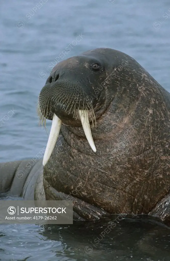 Walrus (Odobenus rosmarus) Svalbard