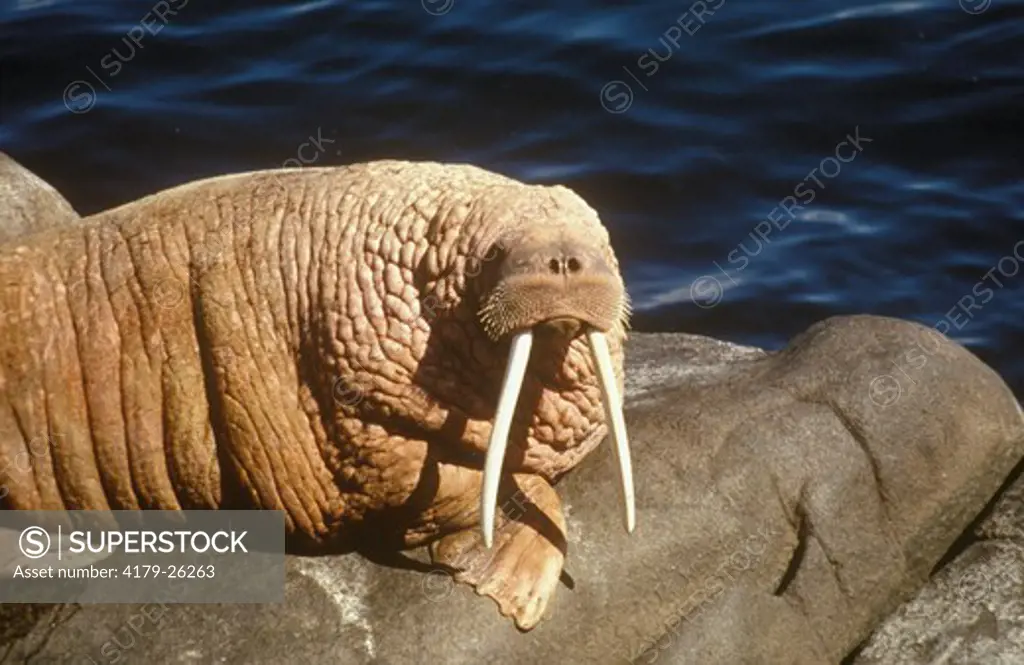 Walrus (Odobenus rosmarus divergens) Round Island, Alaska