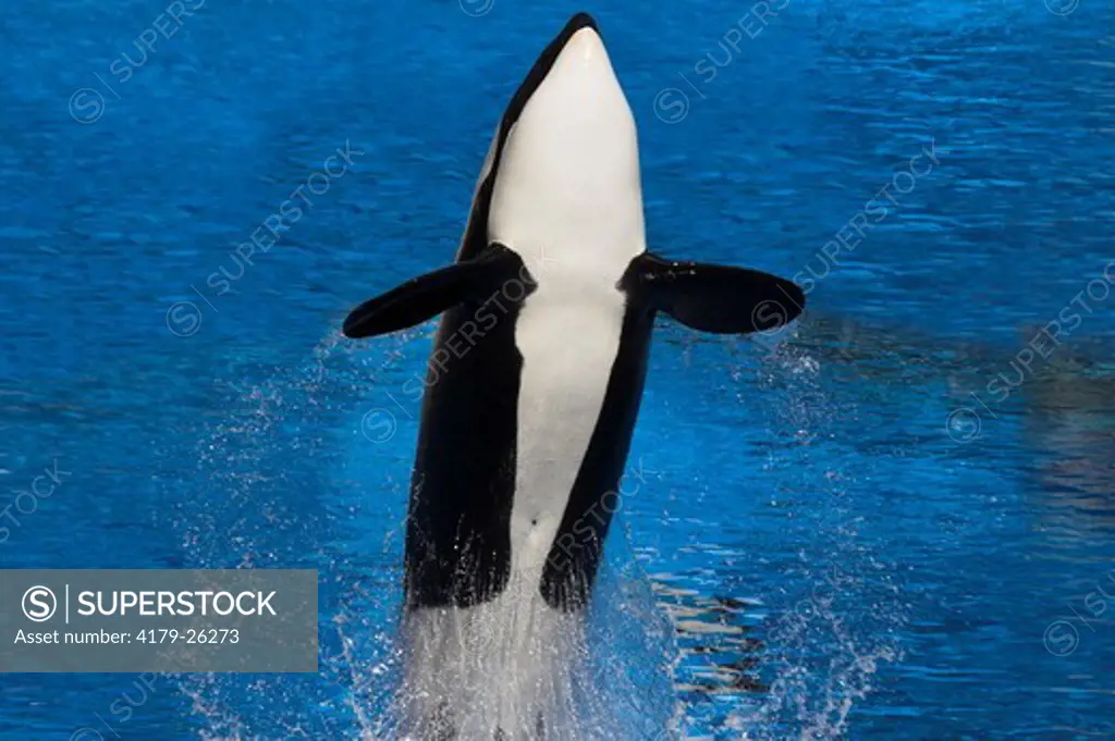 Orca / Killer Whale (Orcinus orca) Jumping / Breaching / The Orca is the largest of the thirty-five species of dolphins worldwide.  Orcas prefer cooler temperate and polar regions, but they are found in all oceans and most seas, including the Mediterranea