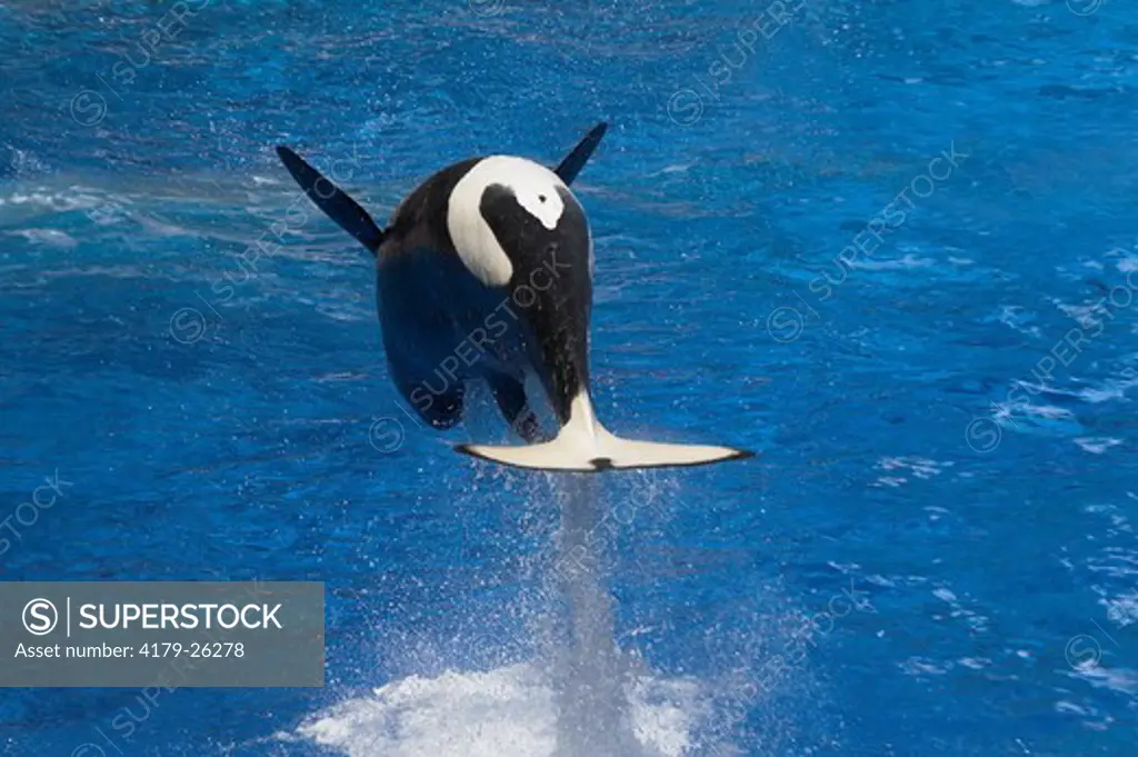 Orca / Killer Whale (Orcinus orca) Jumping / Breaching / The Orca is the largest of the thirty-five species of dolphins worldwide.  Orcas prefer cooler temperate and polar regions, but they are found in all oceans and most seas, including the Mediterranea