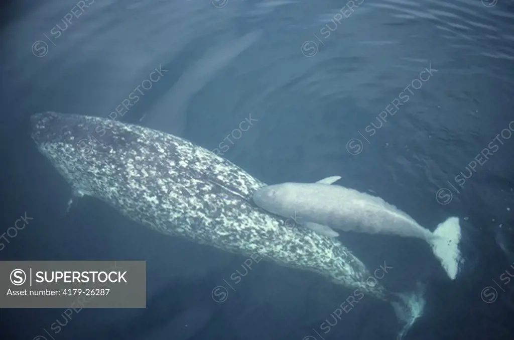 Narwhal and Calf, 1 hour old, Baffin Island, NWT, Canada
