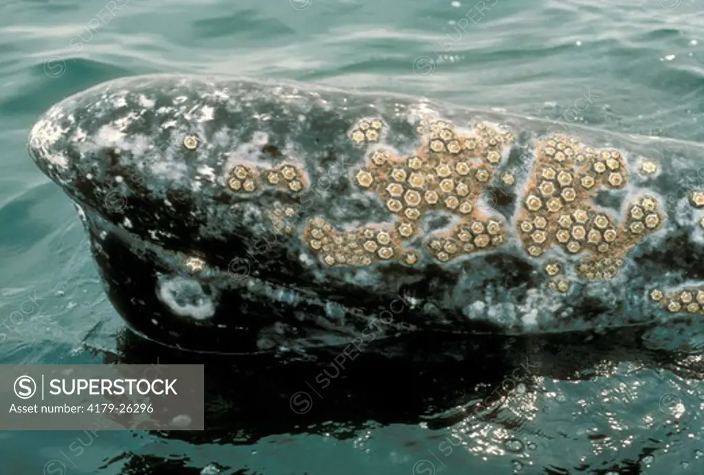 California Gray Whale - Head (Eschrichtius robustus) San Ignacio Lagoon, Baja, MX