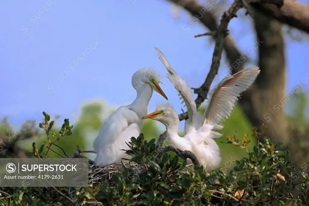 Great White Egret (Egretta alba) Florida, USA, young on tree in nest