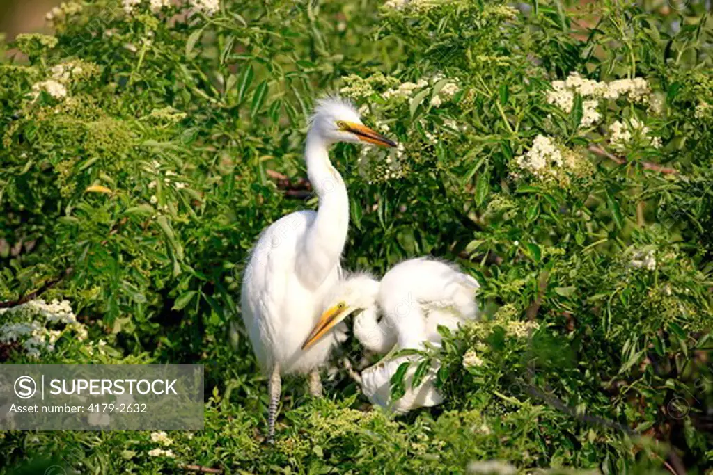 Great White Egret (Egretta alba) Florida, USA, young on tree in nest