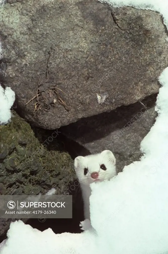 Short-tailed Weasel, female, (Mustela erminea) aka Ermine with snow & stonewall, VT