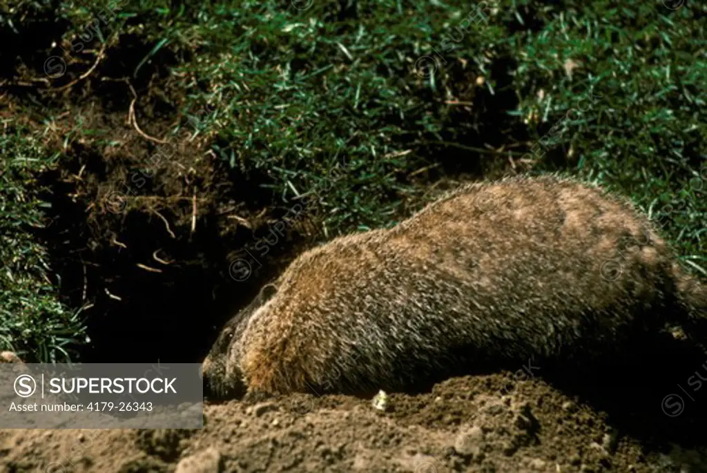 Woodchuck  (Marmota monax) Digging Burrow, Quebec, Canada