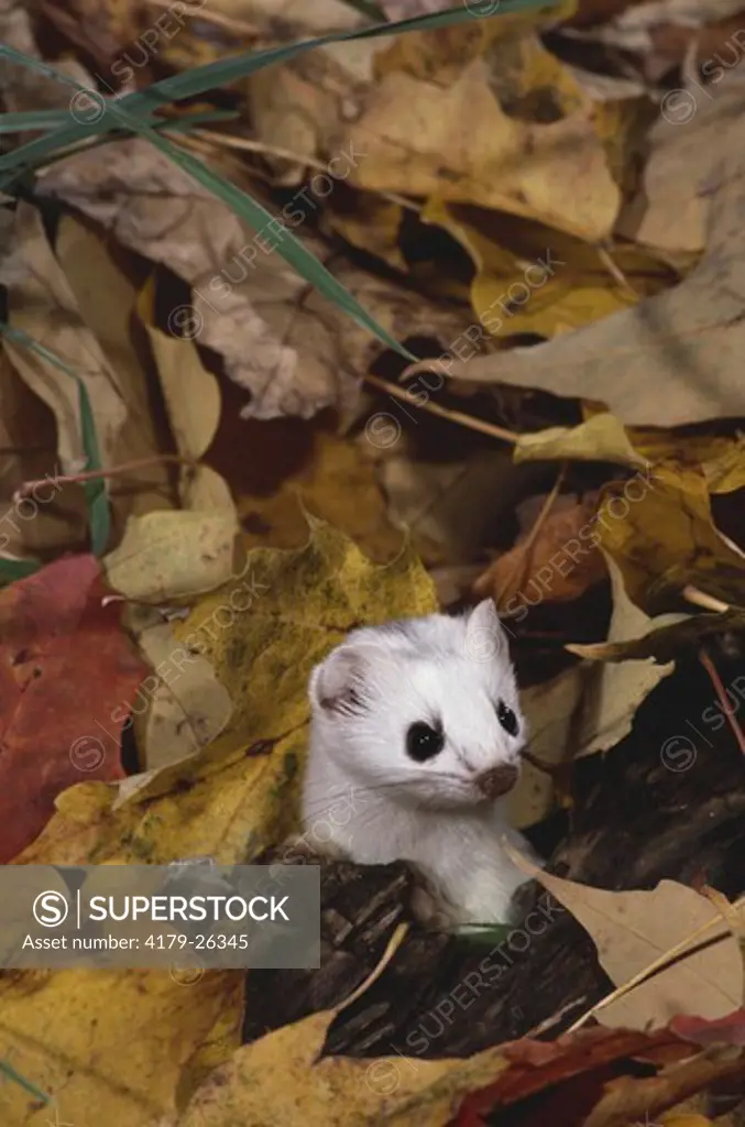 Short-tailed Weasel, female (Mustela erminea) with Autumn leaves. VT, Vermont