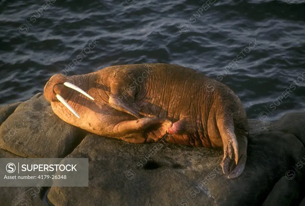 Walrus (Odobenus rosmarus) penis. Round Is., AK