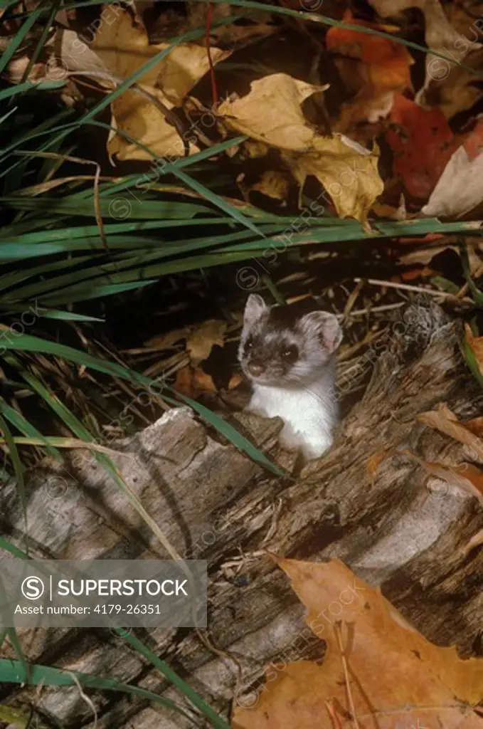 Short-tailed Weasel, Female (Mustela erminea) in Hollow Log Den, Vermont