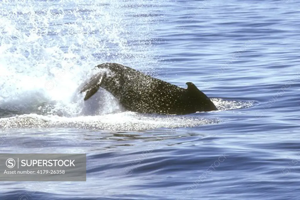Humpback Whale Lobtailing (Megaptera novaeangliae) Stellwagen Bank, June
