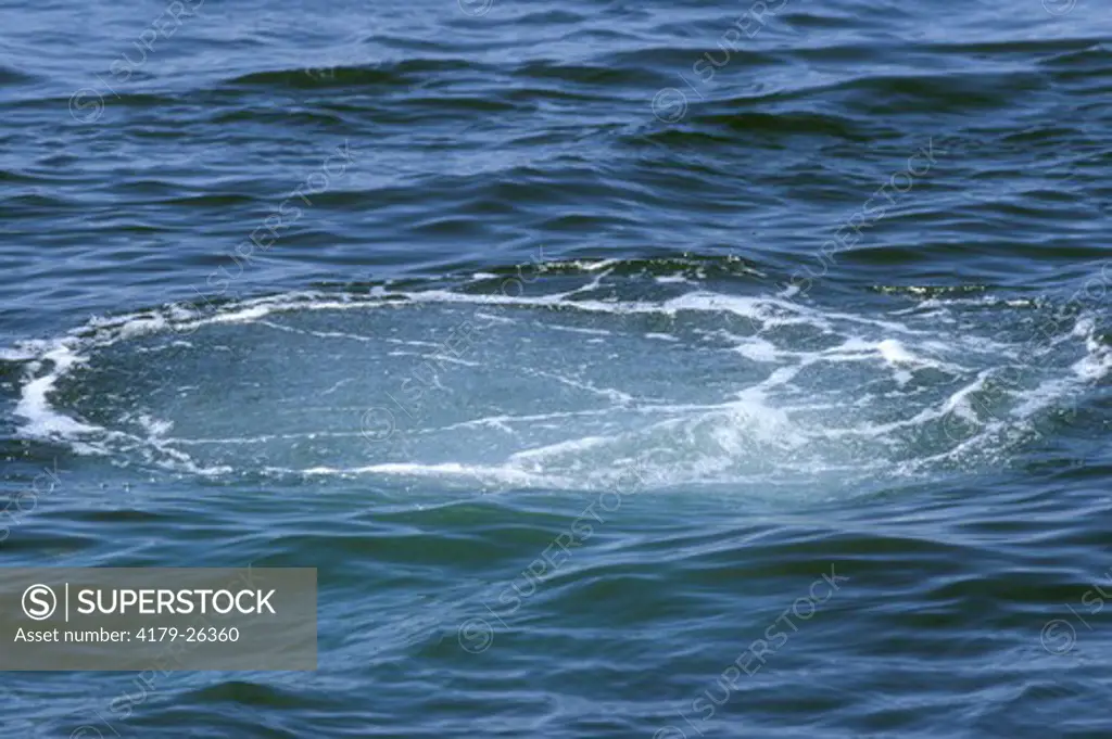 Humpback whale (Megaptera novaeangliae) Bubble netting, Stellwagen Bank NMS, MA July