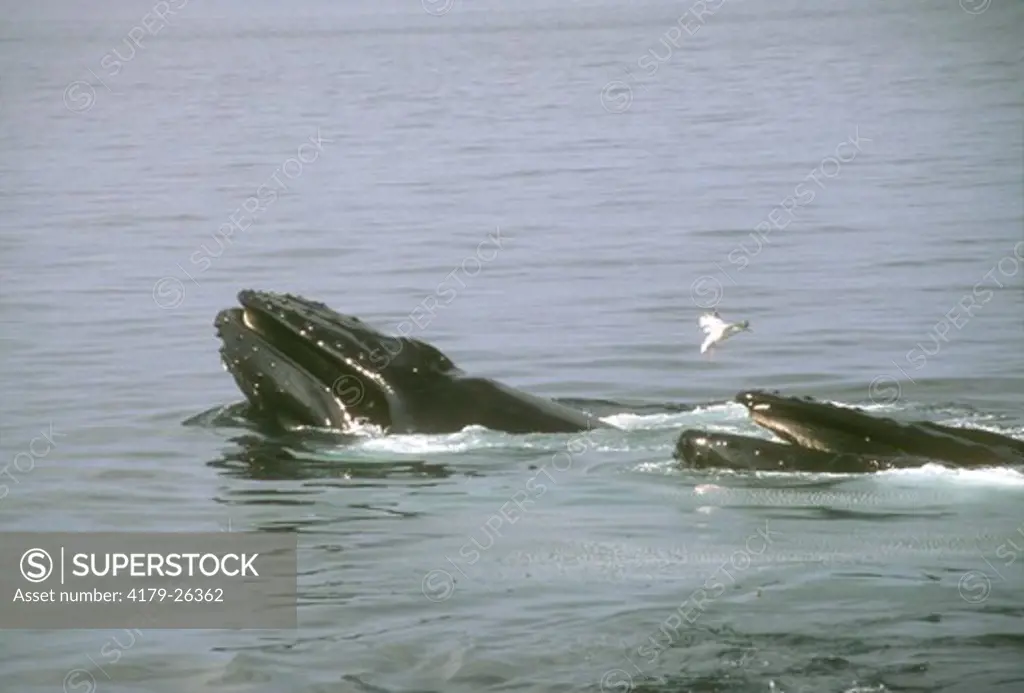 Humpback whale (Megaptera novaeangliae) feeding pair, Stellwagen Bank NMS, MA Sept