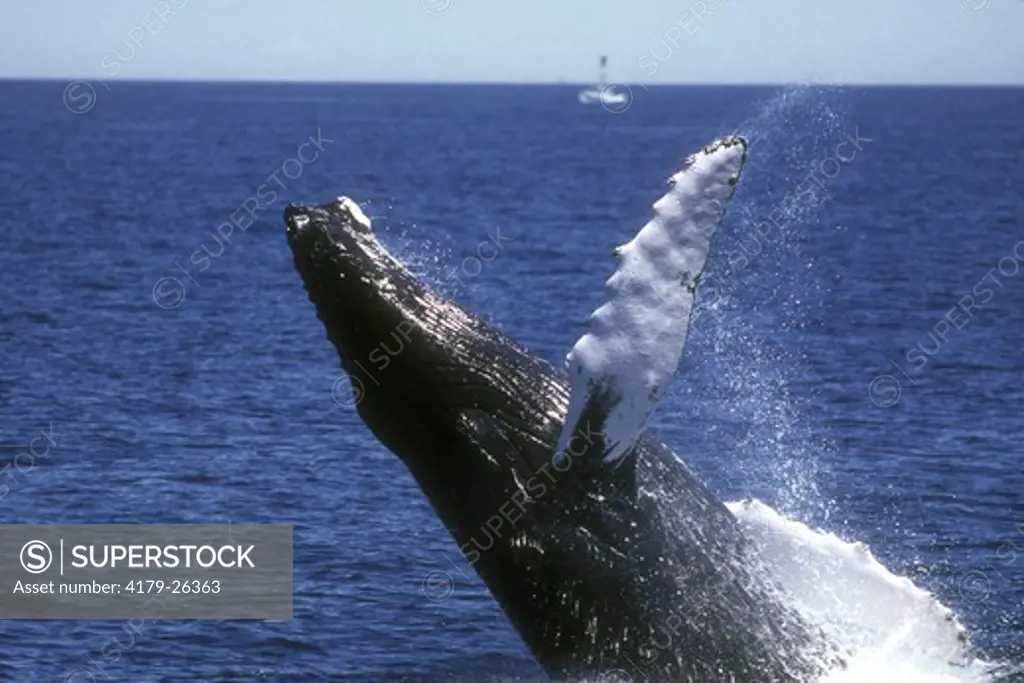 Breaching Humpback Whale (Megaptera novaeanglia) Stellwagen Bank