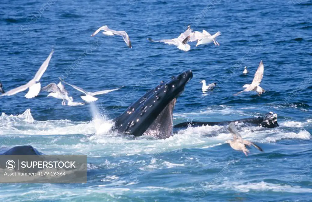 Feeding Humpback Whale (Megaptera novaeanglia) Stellwagen Bank
