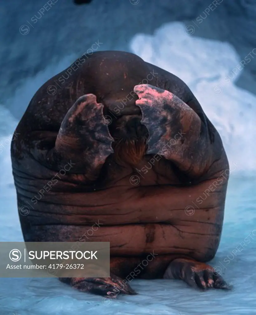 Walrus (Odobenus rosmarus) in humorous pose Harderwijk Zoo, Holland