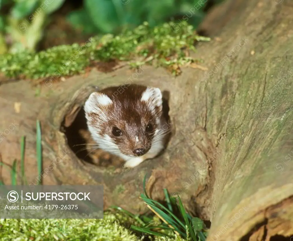 Stoat / Ermine peering out of hollow trunk (Mustela erminea) Germany