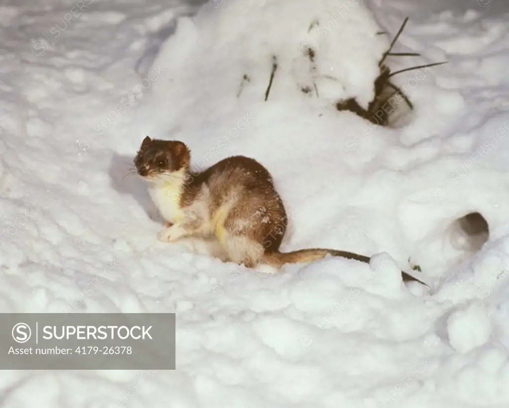 Stoat (Mustela erminea) Changing Coat/Early Winter