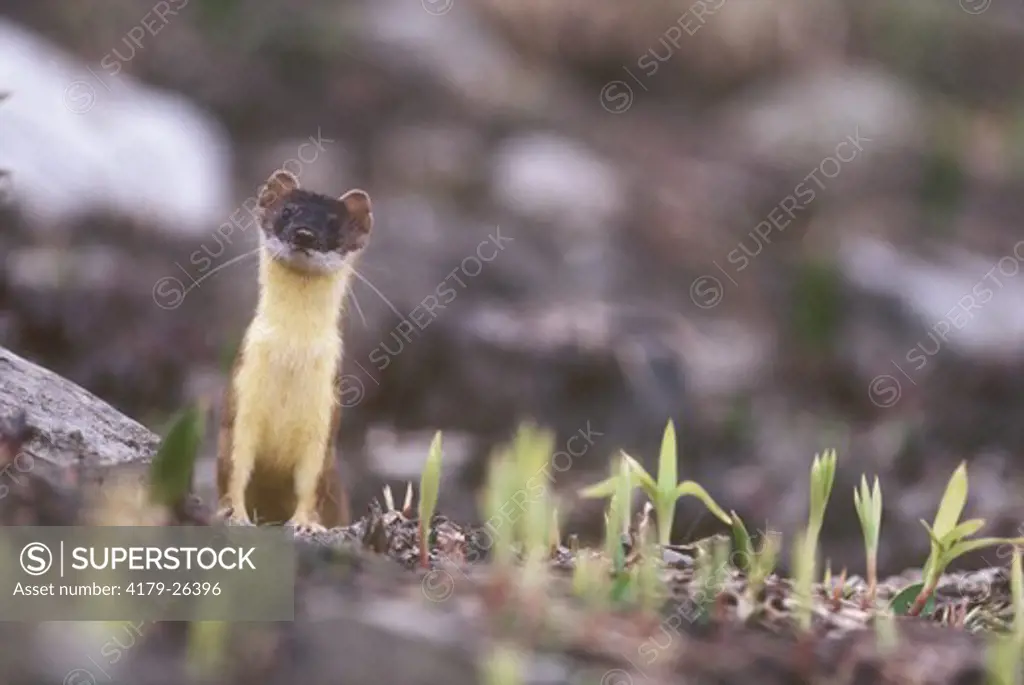 Short-tailed Weasel (Mustela erminea) at den site, Glacier NP, Montana, USA