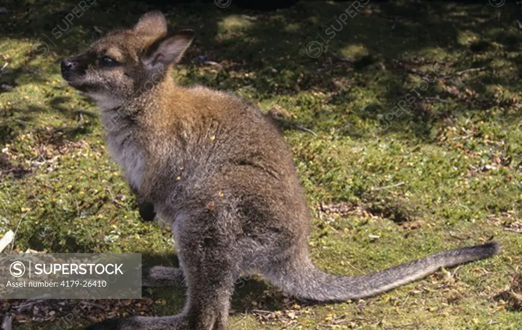 Bennet's Wallaby Joey (Macropus rufogriseus) Lake St Clair NP, Australia