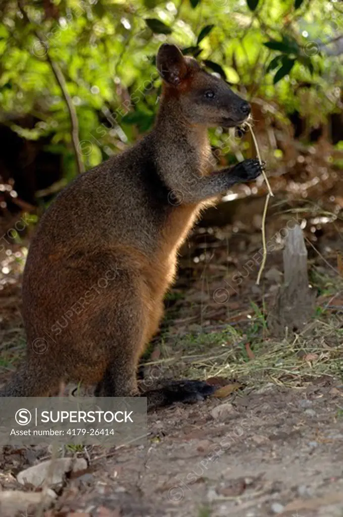 Swamp or Black Wallaby (Wallabia bicolor) Eating/foraging in late afternoon, Waratah Park Earth Sanctuary, Duffy's Forest, New South Wales, Australia, Woodland, April,  Note: Sanctuary surrounded by electric fence to protect native animals from feral anim