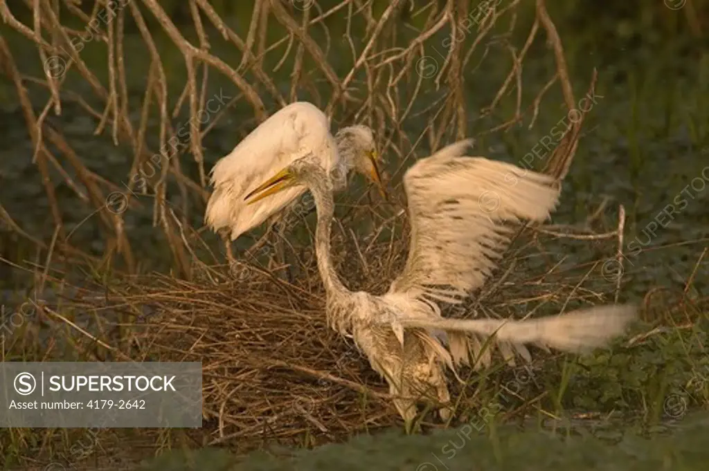 Great Egret (Casmerodius albus) Immatures climbing to safety after their nest collapsed   Gueydan,La   2007   Digital capture